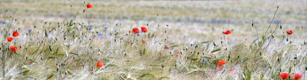 Fototapeta premium Rot leuchtender Mohn und auf weitem Weizenfeld