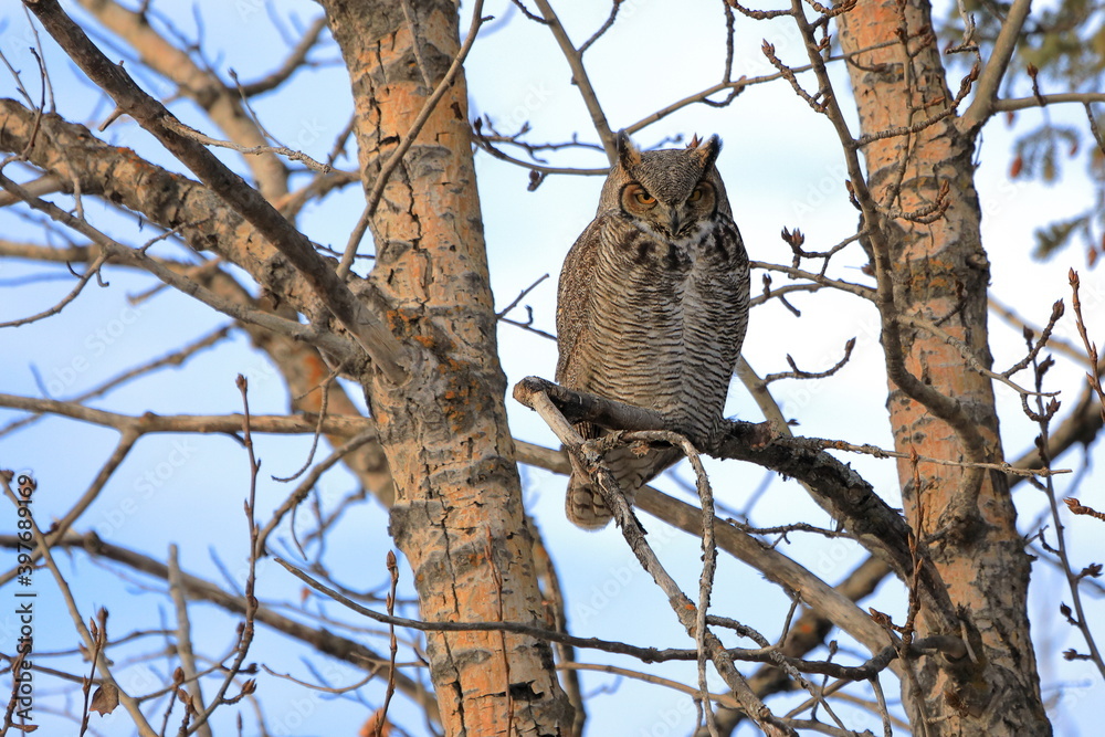 Great horned owl - bubo virginianus in poplar tree Great horned owl - bubo virginianus in poplar tree