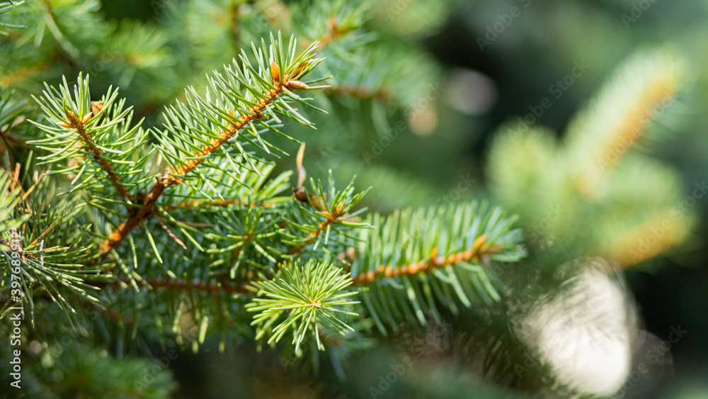 Christmas tree on blurred background. Close up of fir branches with bokeh. Spruce needles out of soft focus. New year concept for a holiday card. Copy space