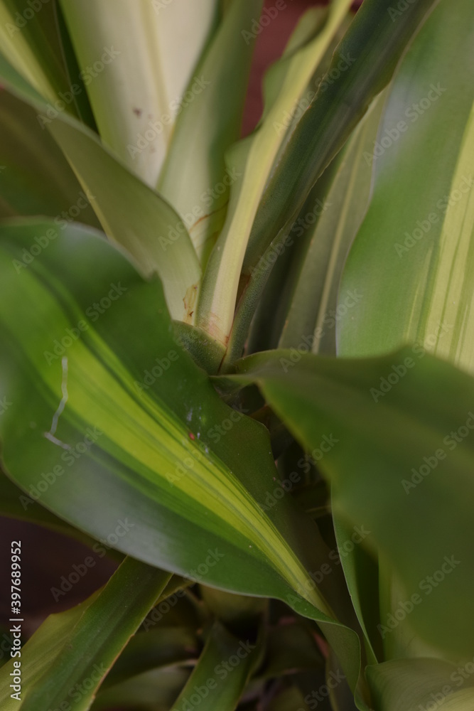 Obraz premium green plant closing up