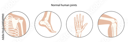 Human bones concept