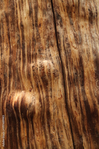 Close-up of Whitebark Pine (Pinus albicaulis) tree trunk wood grain with beetle trails in Beartooth Mountains, Montana