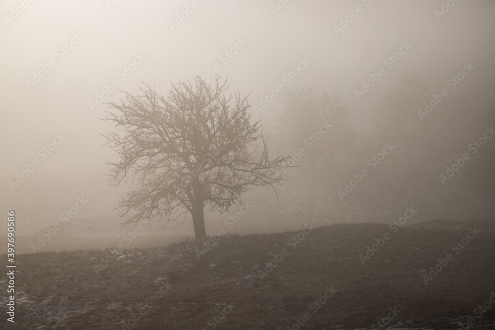 amazing winter landscape with fog and frosty trees in Romania amazing winter landscape with fog and frosty trees in Romania
