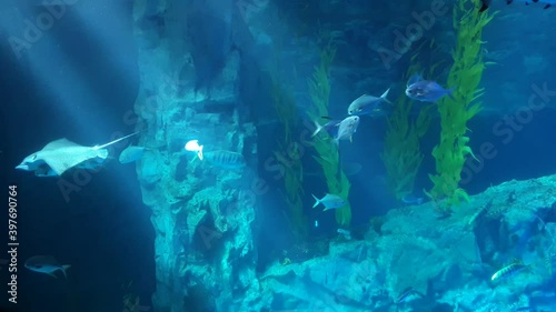 A school of fish following a stingray in clear blue water