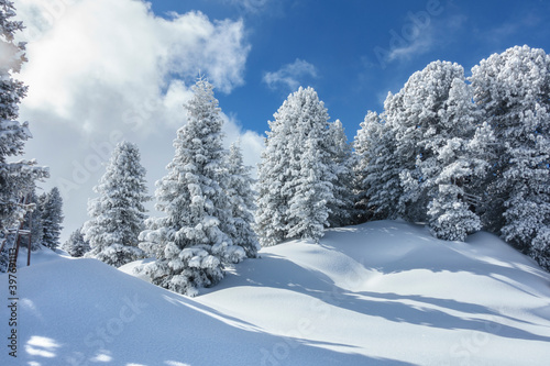 Winterwald in den verschneiten Alpen