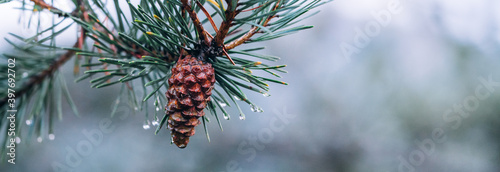 Pine cone on natural defocused background. Close-up of fresh pinecone in a branch on a fir tree. Christmas concept. Symbolic natural holiday element, natural elements. Wallpaper with space for text.