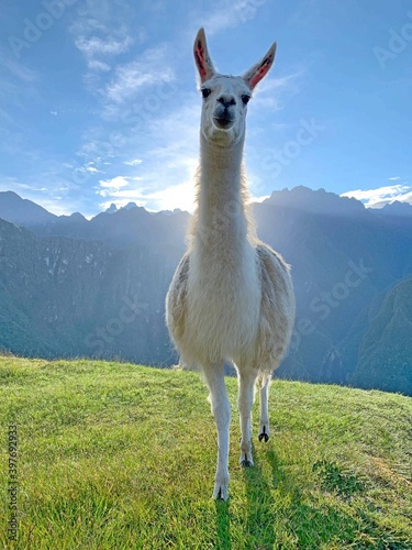 Llama standing in the green grass lawn Machu Picchu Peru. White lama glama.