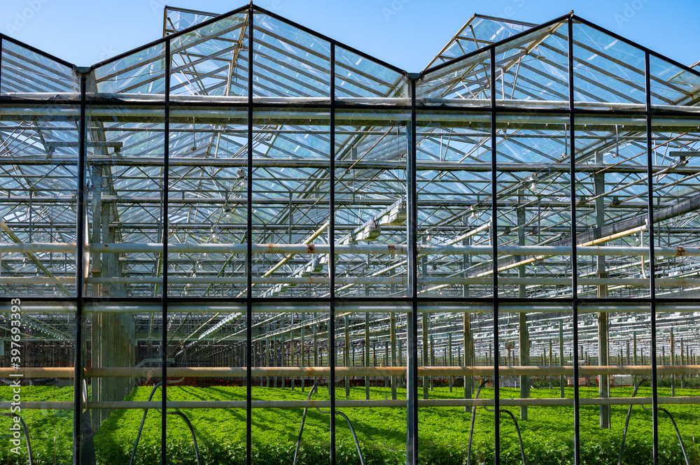 Greenhouse from glass with growing vegetables inside in sunny day Greenhouse from glass with growing vegetables inside in sunny day