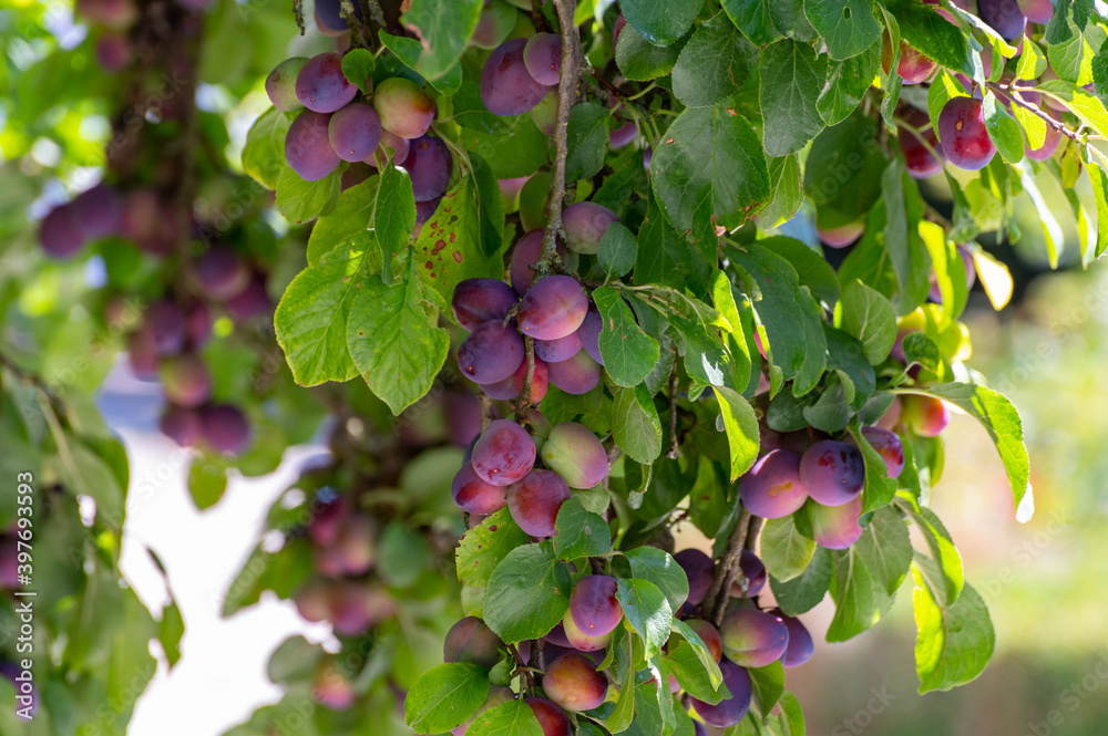 Plum tree with ripe purple fruits ready to harvest Plum tree with ripe purple fruits ready to harvest