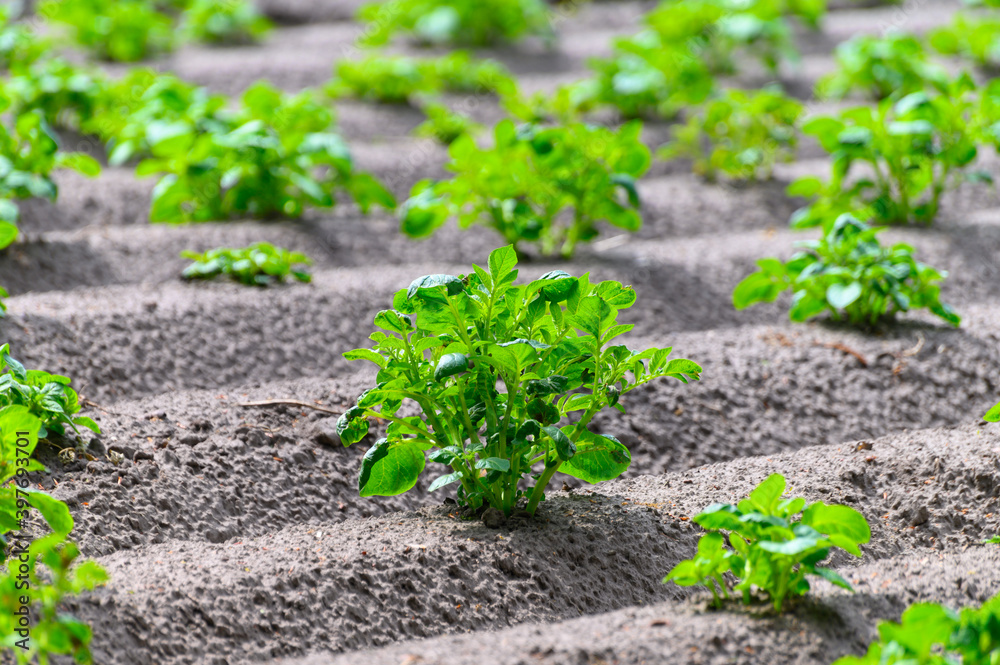 Young potato plants growing on farm field in springtime Young potato plants growing on farm field in springtime