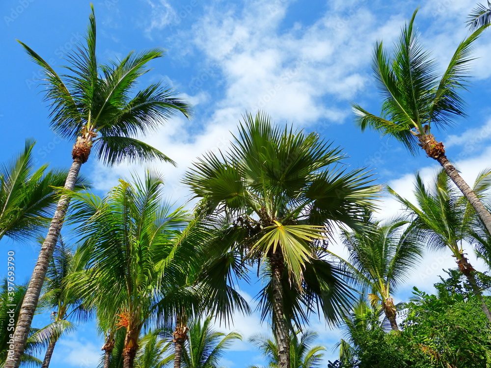 palm trees against blue sky