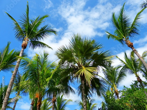 Wallpaper Mural palm trees against blue sky Torontodigital.ca