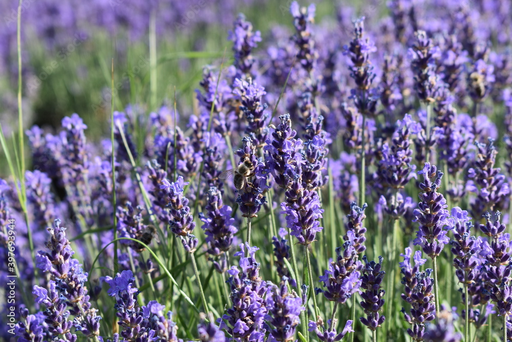 Obraz premium field of lavender