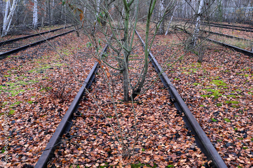 Trees are growing between the rails of a defunct railway line in a birch grove in autumn - stockphoto 