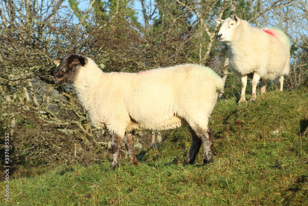 Obraz premium Two sheep on hill on farmland in rural Ireland during winter