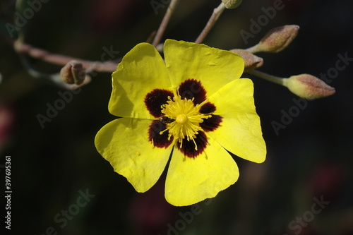 Rockrose (Halimium halimifolium) photo