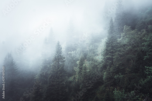 Pine tree forrest covered in fog in the Krkonose, Czech republic