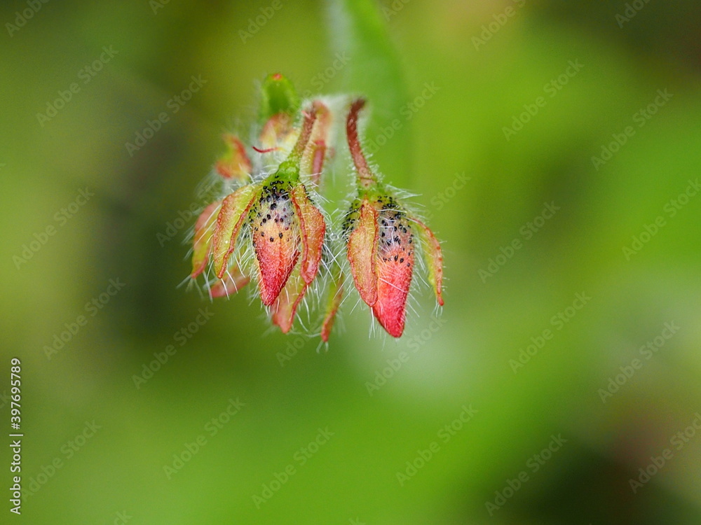 Fototapeta premium Spotted Rock-Rose (Tuberaria guttata)