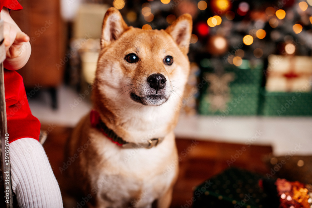 Dogs: Shiba inu dog Christmas decoration picture