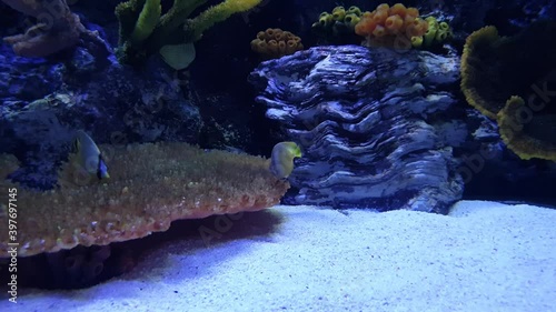 Wide corals and pretty fish resting in a pretty background