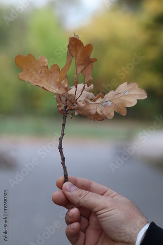 Yellow leaf, yellow leaves, autumn.