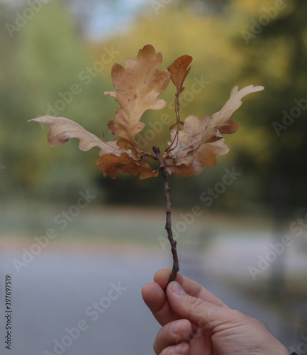 Yellow leaf, yellow leaves, autumn.