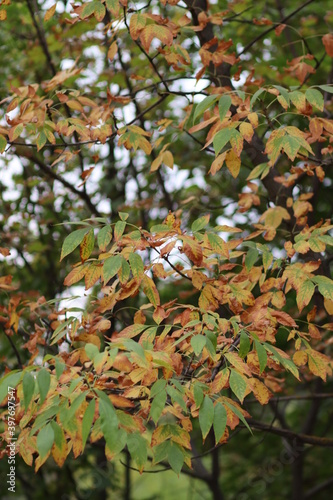 Yellow leaf, yellow leaves, autumn.