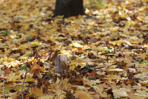 Cute fluffy squirrel in the park, cute animal. Autumn, park, leaves.