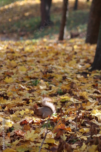 Cute fluffy squirrel in the park, cute animal. Autumn, park, leaves.