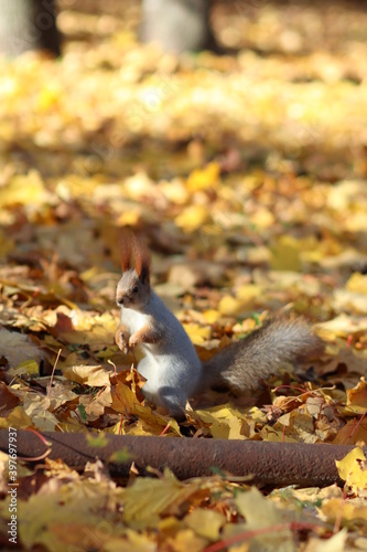 Cute fluffy squirrel in the park, cute animal. Autumn, park, leaves.