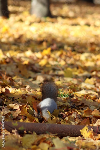 Cute fluffy squirrel in the park, cute animal. Autumn, park, leaves.