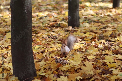 Cute fluffy squirrel in the park, cute animal. Autumn, park, leaves.