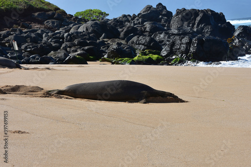 Endangered Hawaiian Monk Seal