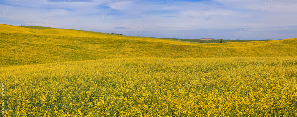 Panoramic view of rapeseed fields in Palouse, Washington state 
