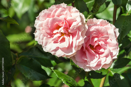 Fototapeta Naklejka Na Ścianę i Meble -  closeup of two pink double flowered English roses in bloom with blurred background and copy space