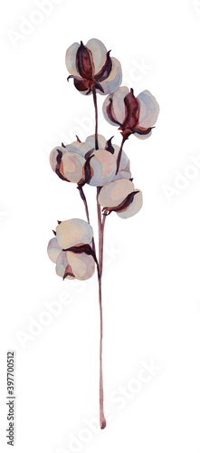 Watercolor branch cotton flower isolated on white background. Art creative object for sticker, wedding, celebration, wrapping, wallpaper, post card