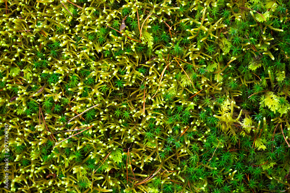 Variety of green moss texture