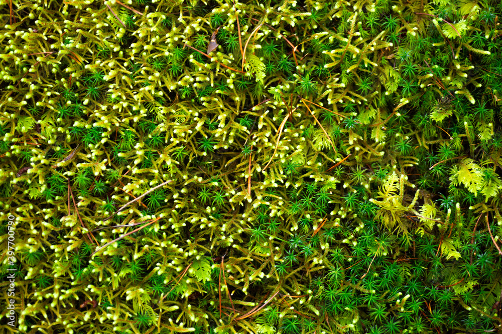 Obraz premium Variety of green moss texture