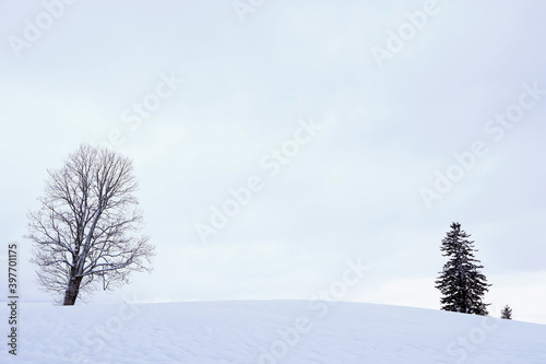 Schneelandschaft mit zwei Bäumen im Winter in Bayern