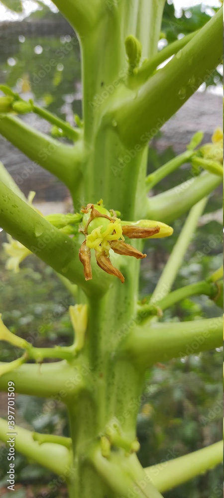 Naklejka premium Yellow flowers