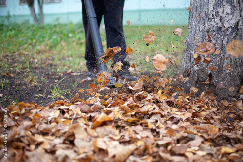 Air turbine for harvesting dry leaves. The gardener blows out old leaves.