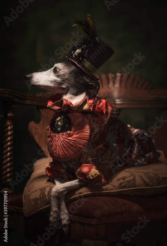 This image is a painterly portrait of a cute and regal italian greyhound dog posing  in fancy victorian attire.