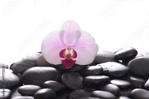 Lifestyle and Healthy Concept. Spa setting for massage treatment on gray background