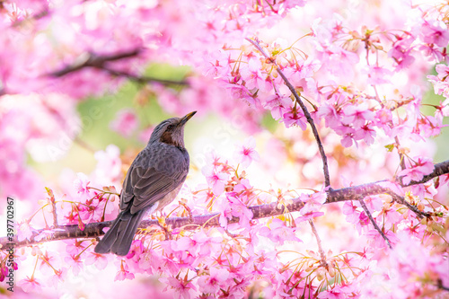 河津桜とヒヨドリ