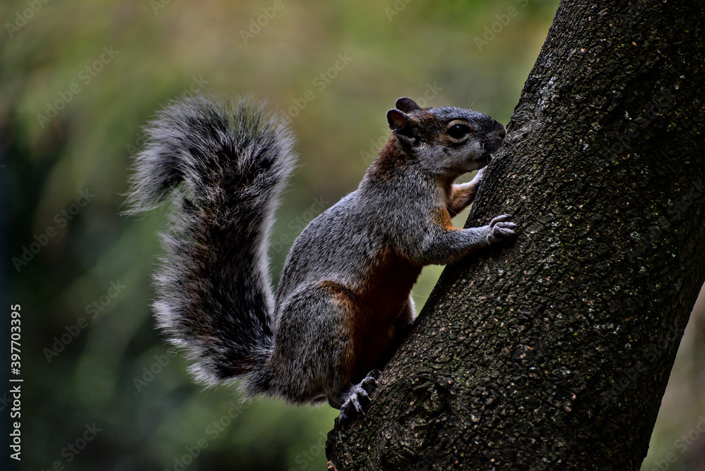 Obraz premium Squirrel with big tail on a tree branch, side view.
