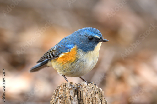 A Male Red-flanked bluetail (Tarsiger cyanurus)