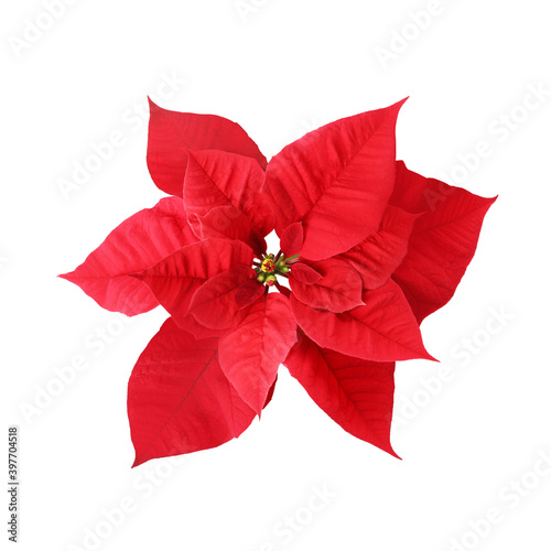 Beautiful Poinsettia isolated on white  top view. Traditional Christmas flower