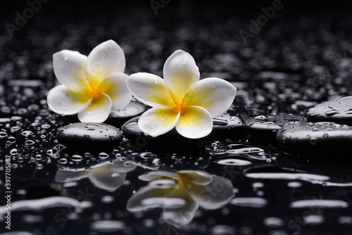 Still life of with red frangipani and zen black stones ,wet background