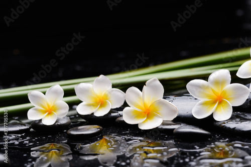 spa still life of with four frangipani  and zen black stones  and green long leaves wet on background 