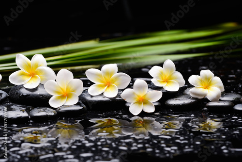 spa still life of with six frangipani and zen black stones ,and green palm wet on background 